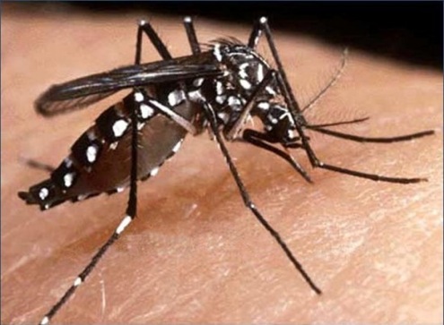 ‘Llegada al país del virus chikungunya es inminente’: Minsalud