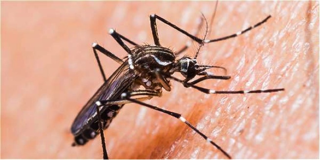 Riesgo de llegada de zika no es inminente, asegura Minsalud